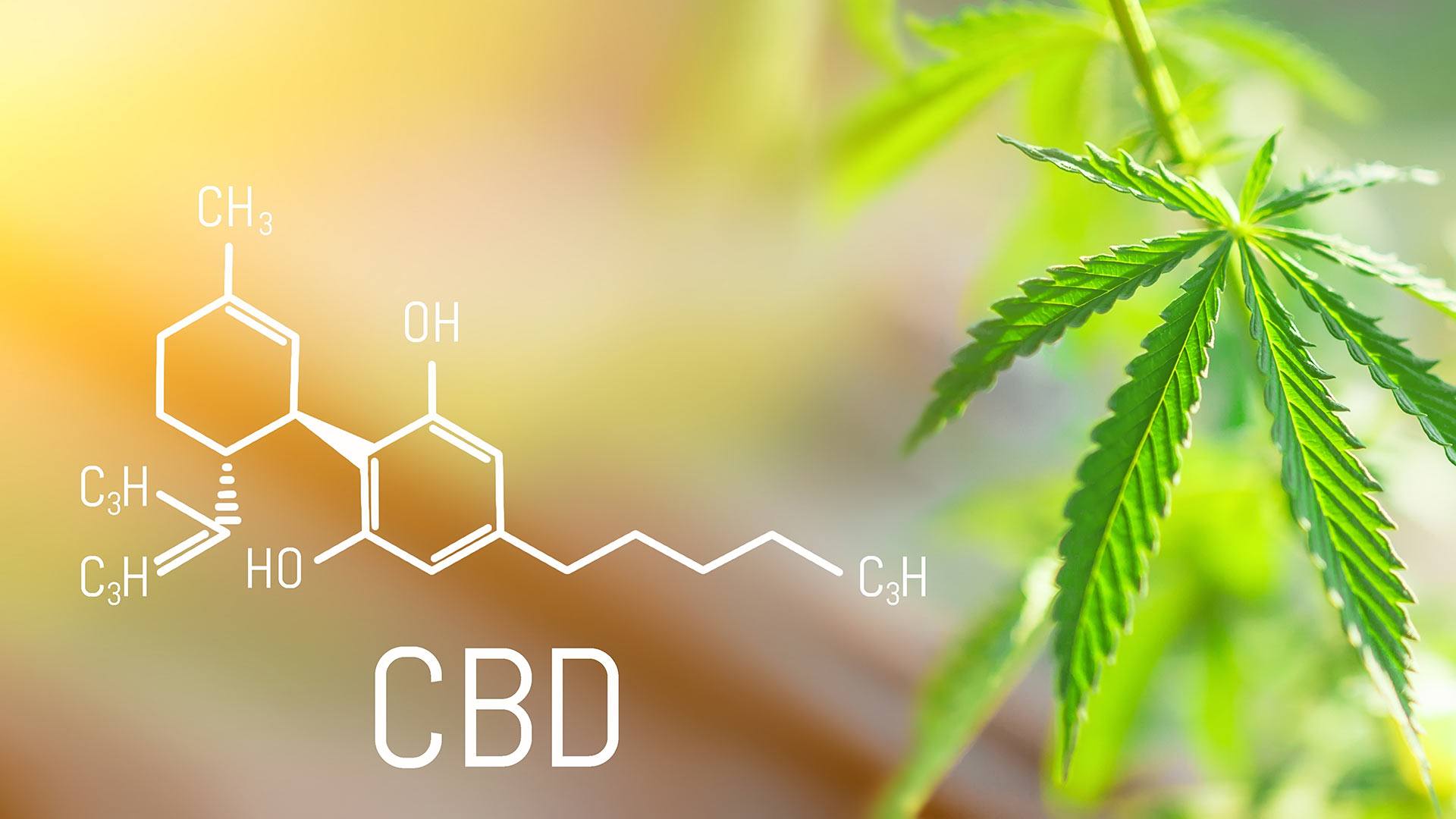 What is cannabidiol?