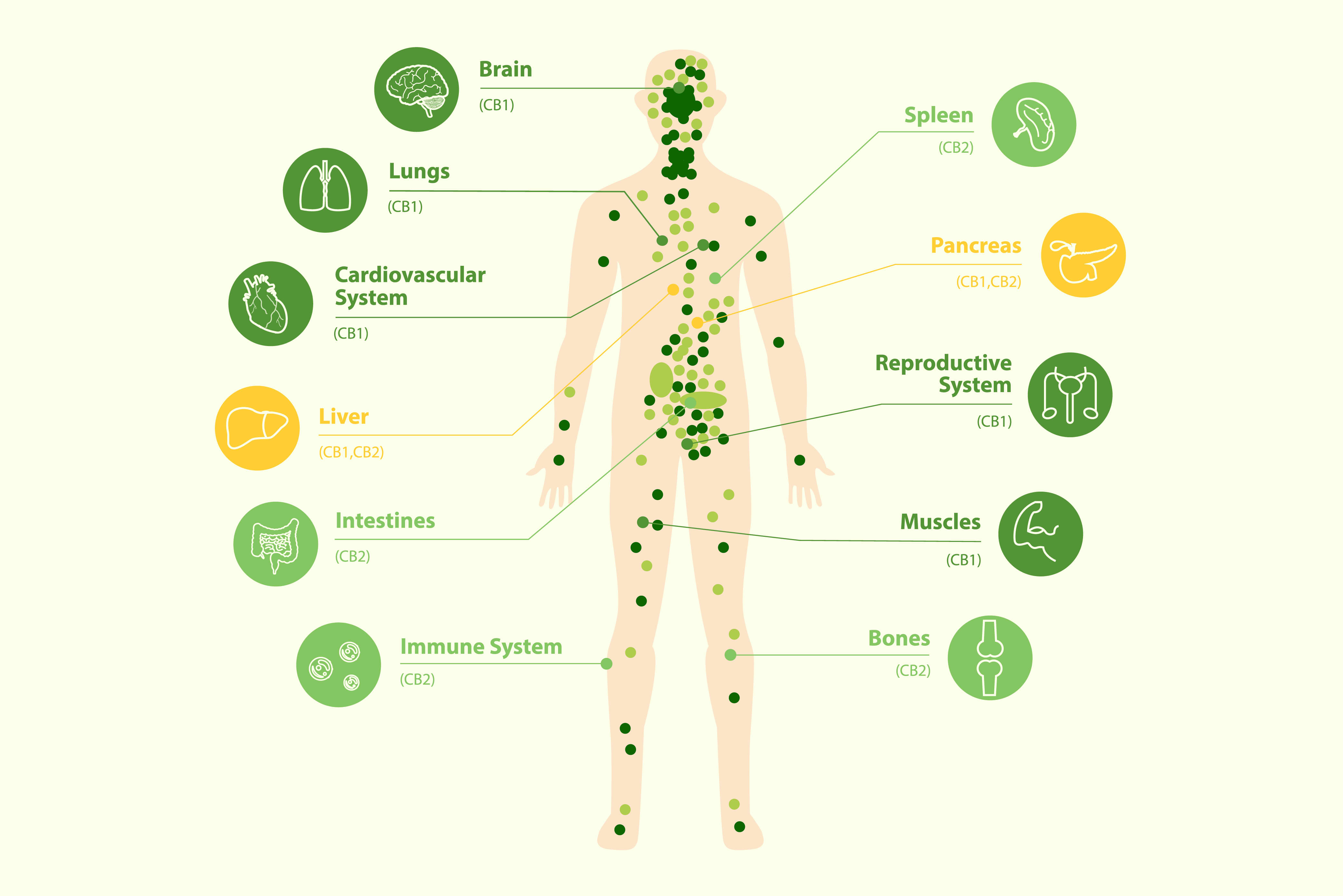 Endocannabinoid system