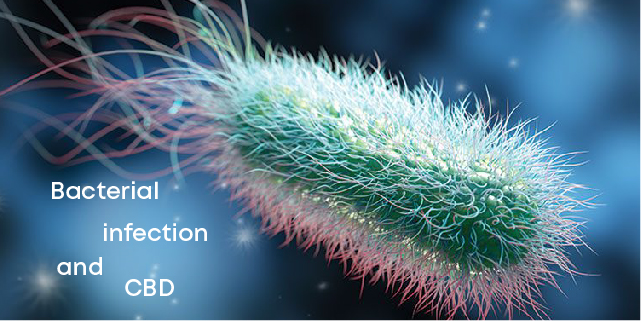 Bacterial infections and CBD
